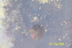 flph2006 pic 79